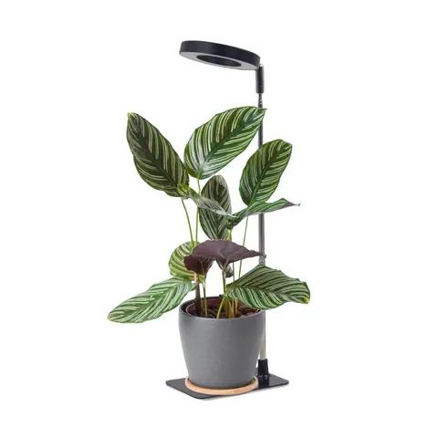 Lampa do roślin LED VERDI V2 5W 1300K czarna Kobi Design