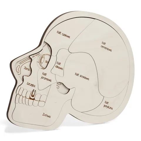 Drewniane puzzle edukacyjne "Anatomia czaszki - ale mam głowę!"
