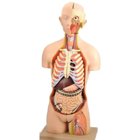 Model tułowia ludzkiego 28 części 90 cm