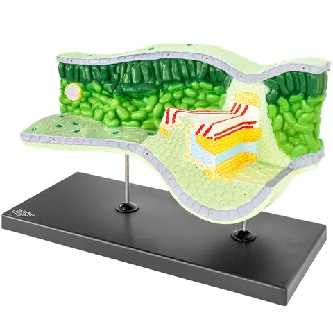 Model strukturalny liścia 3D – Budowa anatomiczna rośliny
