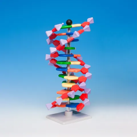 Model budowy przestrzennej DNA 25 cm