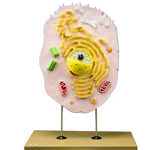 Model anatomiczny komórki zwierzęcej 40 cm – Trójwymiarowa makieta
