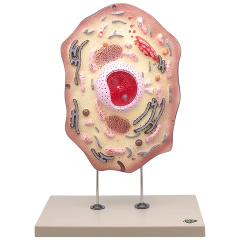 Przestrzenny model komórki zwierzęcej – Makieta cytologiczna 45 cm