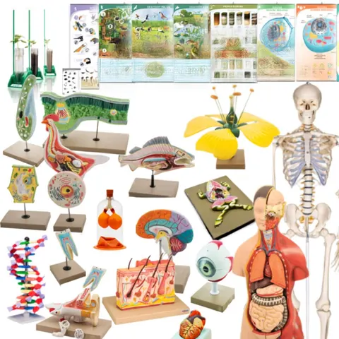 Kompleksowy zestaw modeli anatomicznych i biologicznych