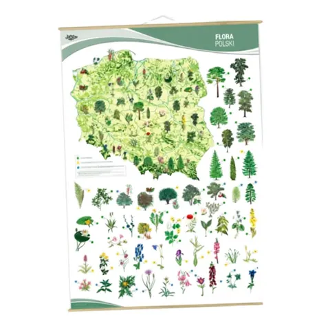 Plansza ścienna Flora Polski 90x130 cm – Edukacyjna mapa botaniczna