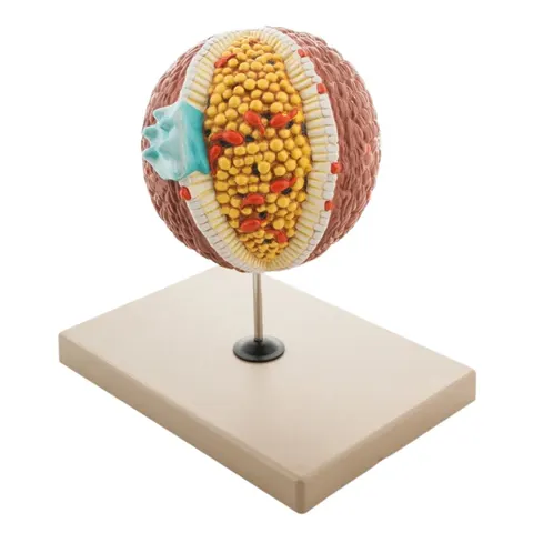 Trójwymiarowy model cholesterolu