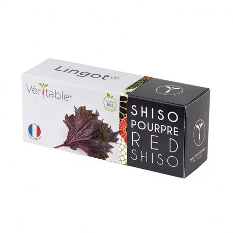 Véritable Lingot Purple shiso - BIO