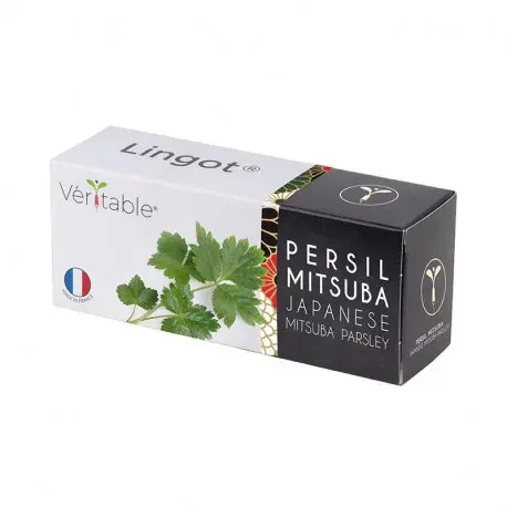 Véritable Lingot Japońska pietruszka Mitsuba