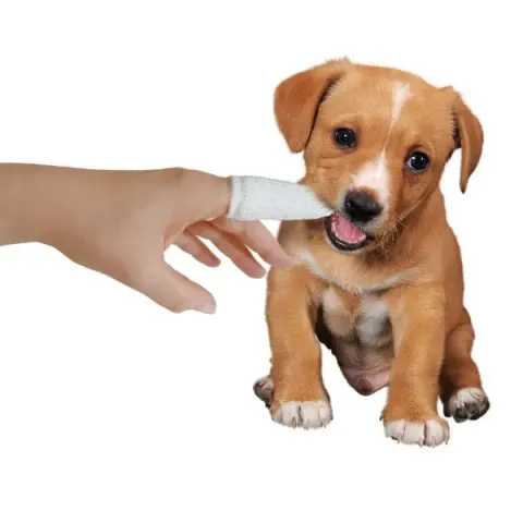 REGIS VETFOOD Micromed Finger czyścik do zębów dla psów i kotów Rozmiar M