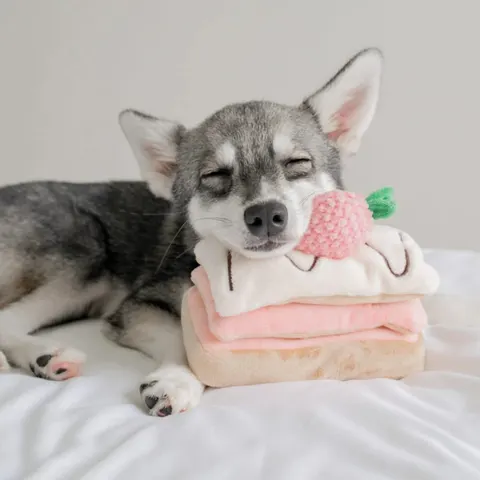 Pups & Bubs Zabawka węchowa dla psa - Torcik dla psa i kota