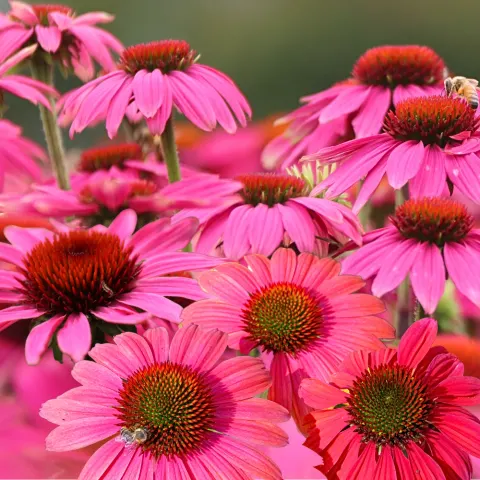 POLAN Rudbekia purpurowa różowa 1g