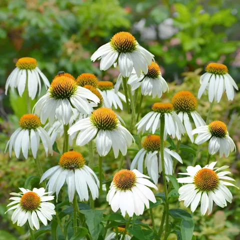 POLAN Rudbekia purpurowa biała 0,5g