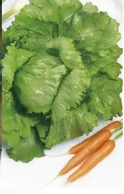 PNOS Sałata głowiasta krucha Olimp 1g