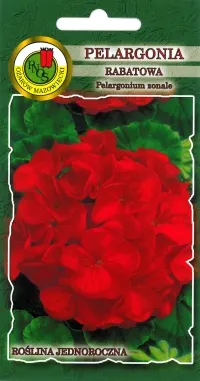 PNOS Pelargonia rabatowa 10z czerwona