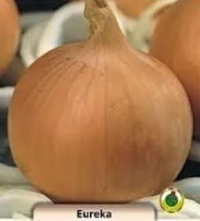 PNOS Cebula Eureka 500 g