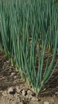PNOS Cebula siedmiolatka Entita 500 g