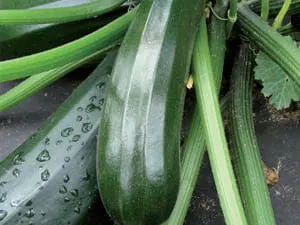 Dynia zwycz. cukinia Nefertiti 100g