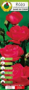Róża wielkokwiatowa czerwona Dame de Coeur