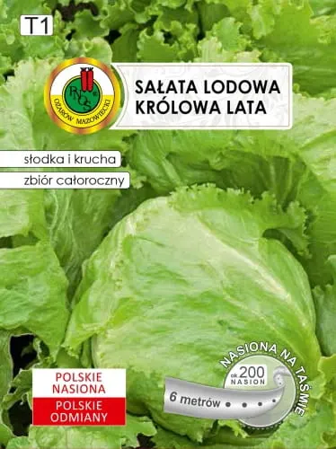 PNOS Sałata głowiasta krucha Królowa Lata 6m nasiona na taśmie
