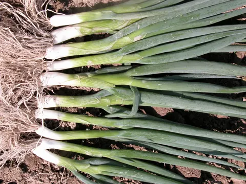 Cebula siedmiolatka Entita 500g