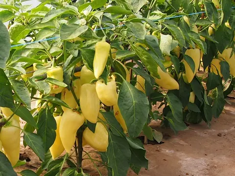 Papryka Monanta (3,0-3,6) 1 000z