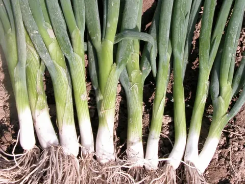 Cebula siedmiolatka Entita (1,6-2,2) 100g