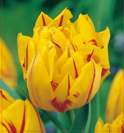 TULIPAN Monsella 5szt.