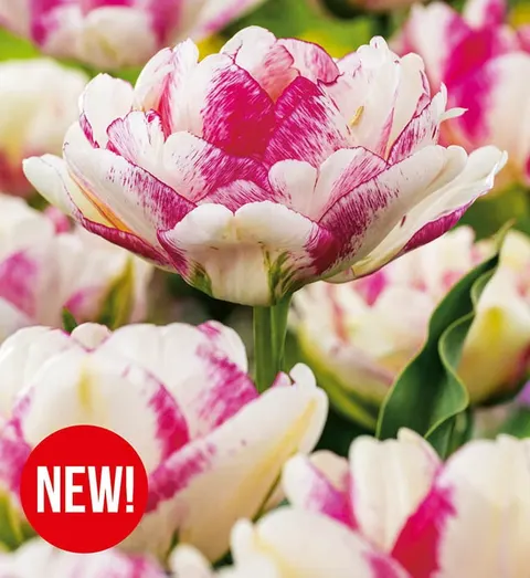 TULIPAN Double Shake 4szt.