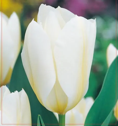 TULIPAN White Emperor 5szt.