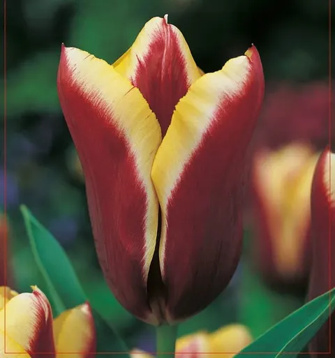 TULIPAN Gavota 5szt.