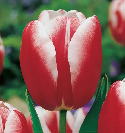 TULIPAN Lucky Strike 5szt.