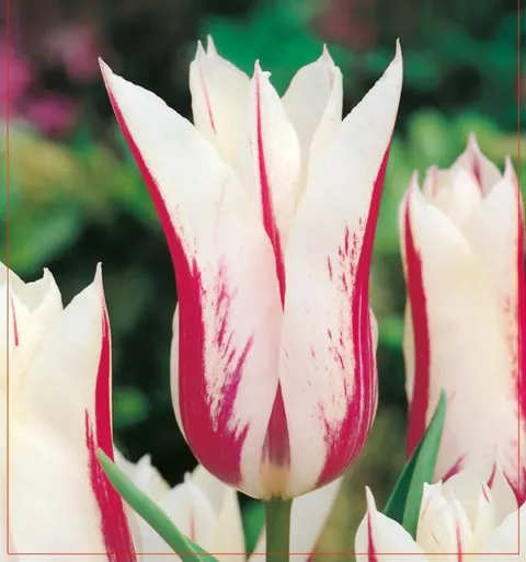 TULIPAN Marilyn 5szt.