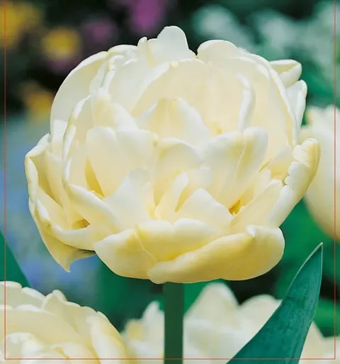 TULIPAN Casablanca 5szt.
