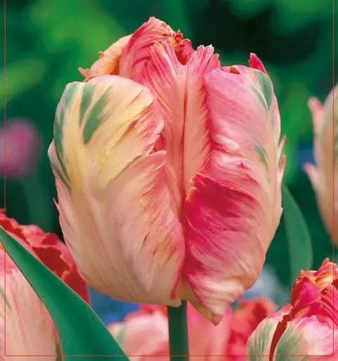 TULIPAN Apricot Parrot 5szt.