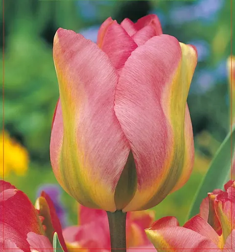 TULIPAN Groenland 5szt.