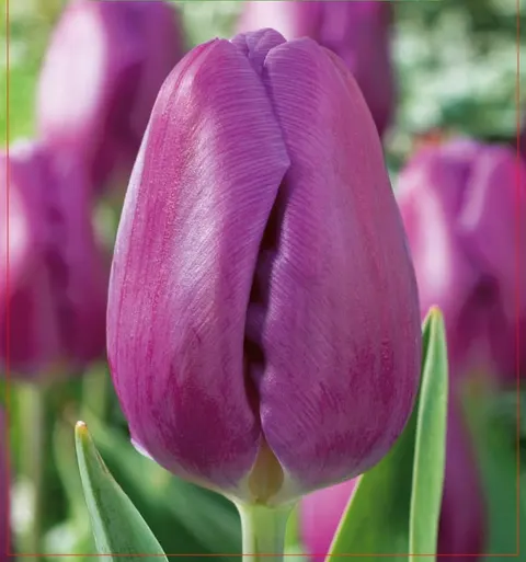 TULIPAN Purple Flag 5szt.
