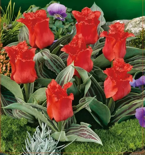 TULIPAN Red Riding Hood 5szt.