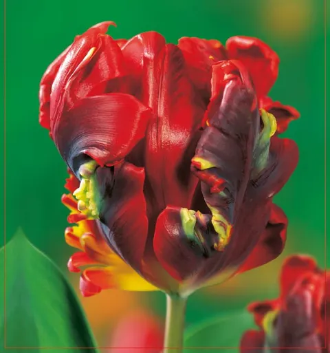 TULIPAN Rococo 5szt.