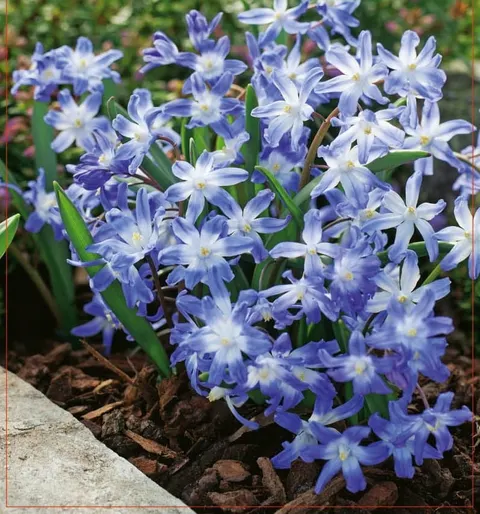 ŚNIEŻNIK (Chionodoxa) Luciliae 10szt.