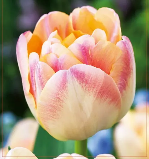TULIPAN Creme Upstar 5szt.
