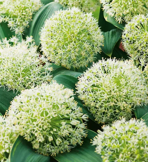 Czosnek ozdobny (Allium) Ivory Queen 1szt.