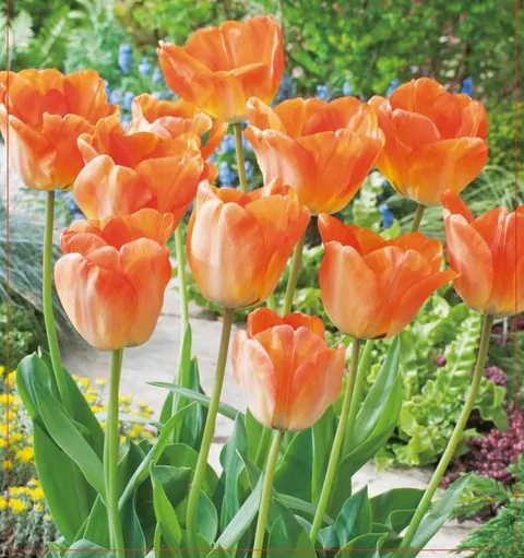 TULIPAN Daydream 5szt.
