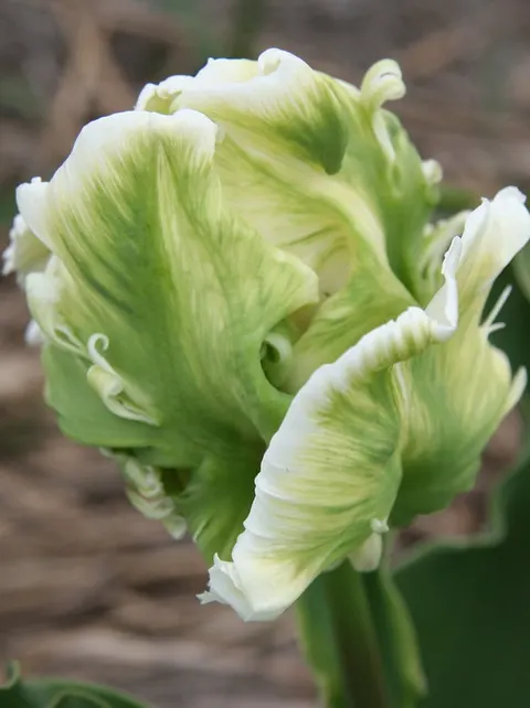 TULIPAN Super Parrot 5szt.