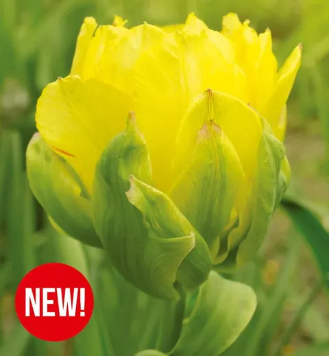 TULIPAN Vanilla Coup 3szt.