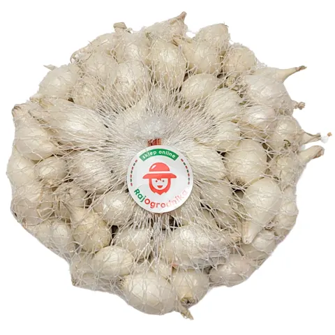 Cebula dymka biała 'WHITE GLOBE' (5-21) 250g