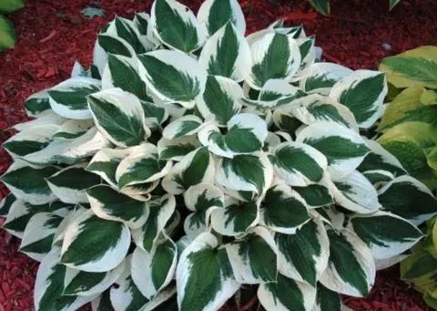 Funkia (Hosta) Patriot 1szt.