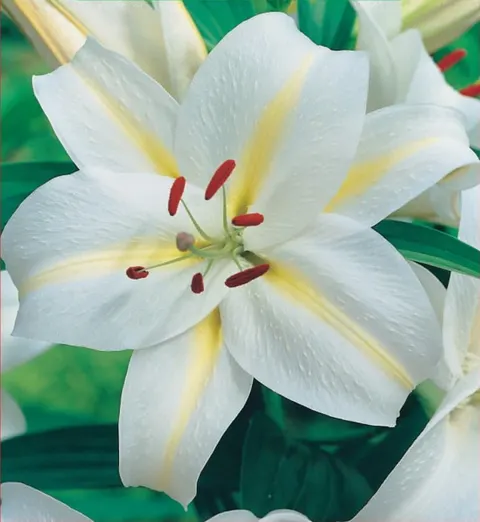 Lilia (Lilium) Devotion 1szt.