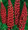 Łubin (Lupinus) Red 1szt.