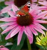 Jeżówka (Echinacea) purpurowa 1szt.