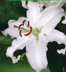 Lilia (Lilium) Casa Blanca 1szt.